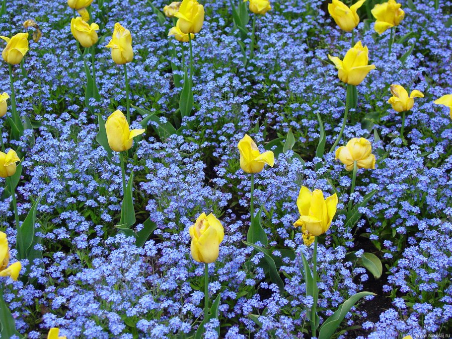 Незабудка на клумбе