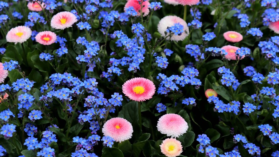 Маргаритки на клумбе