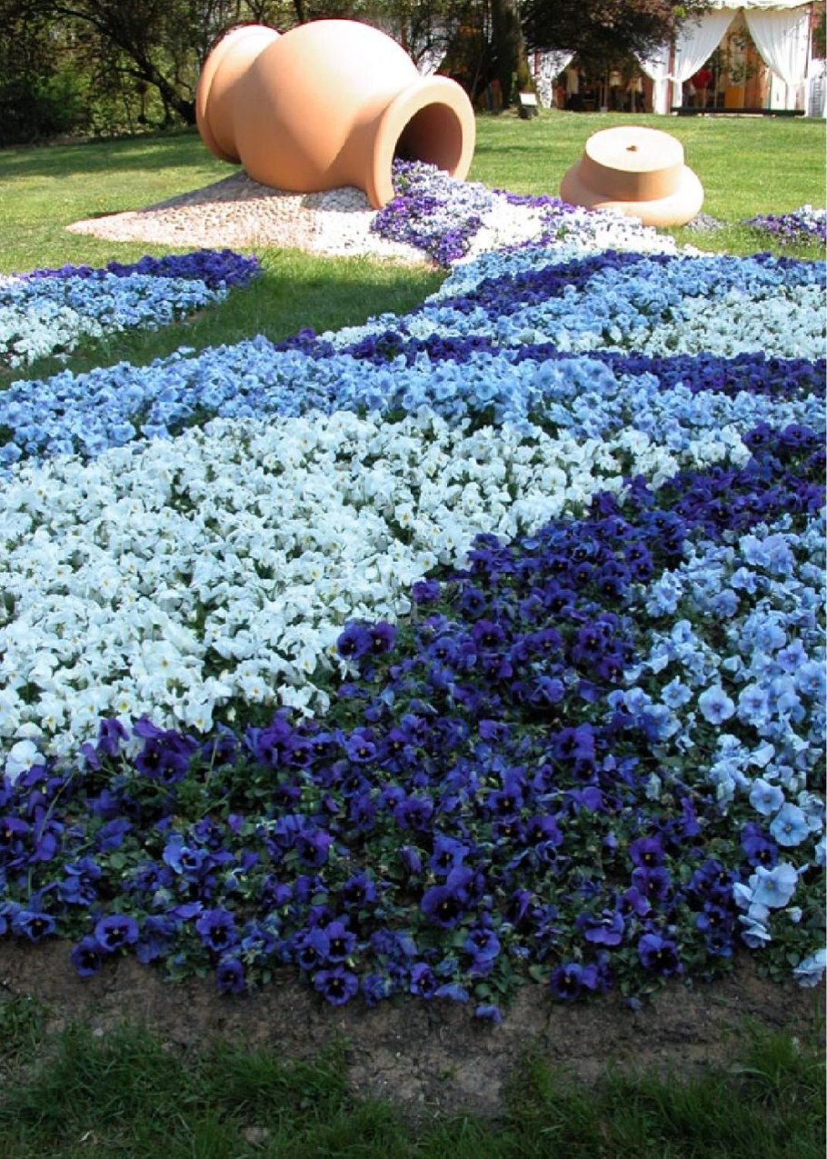 Лобелия бордюрная