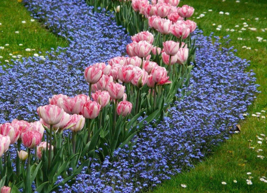 Клумба тюльпаны, хионодокса, Вудсток
