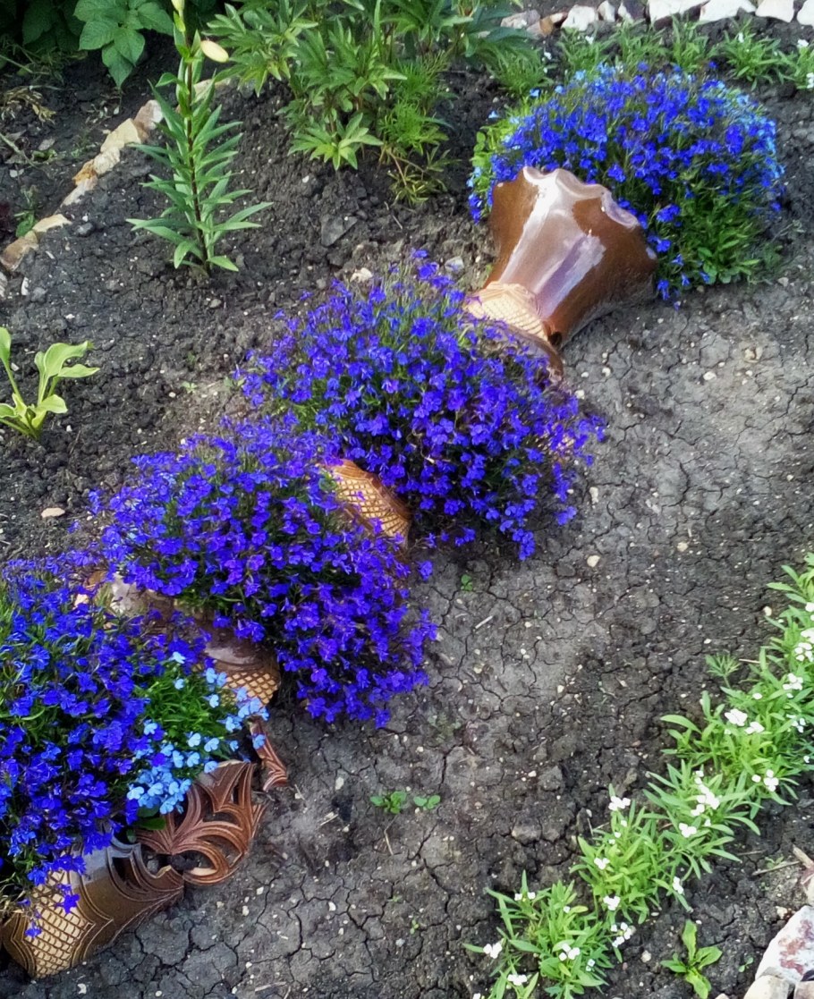 Сальвия агератум лобелия