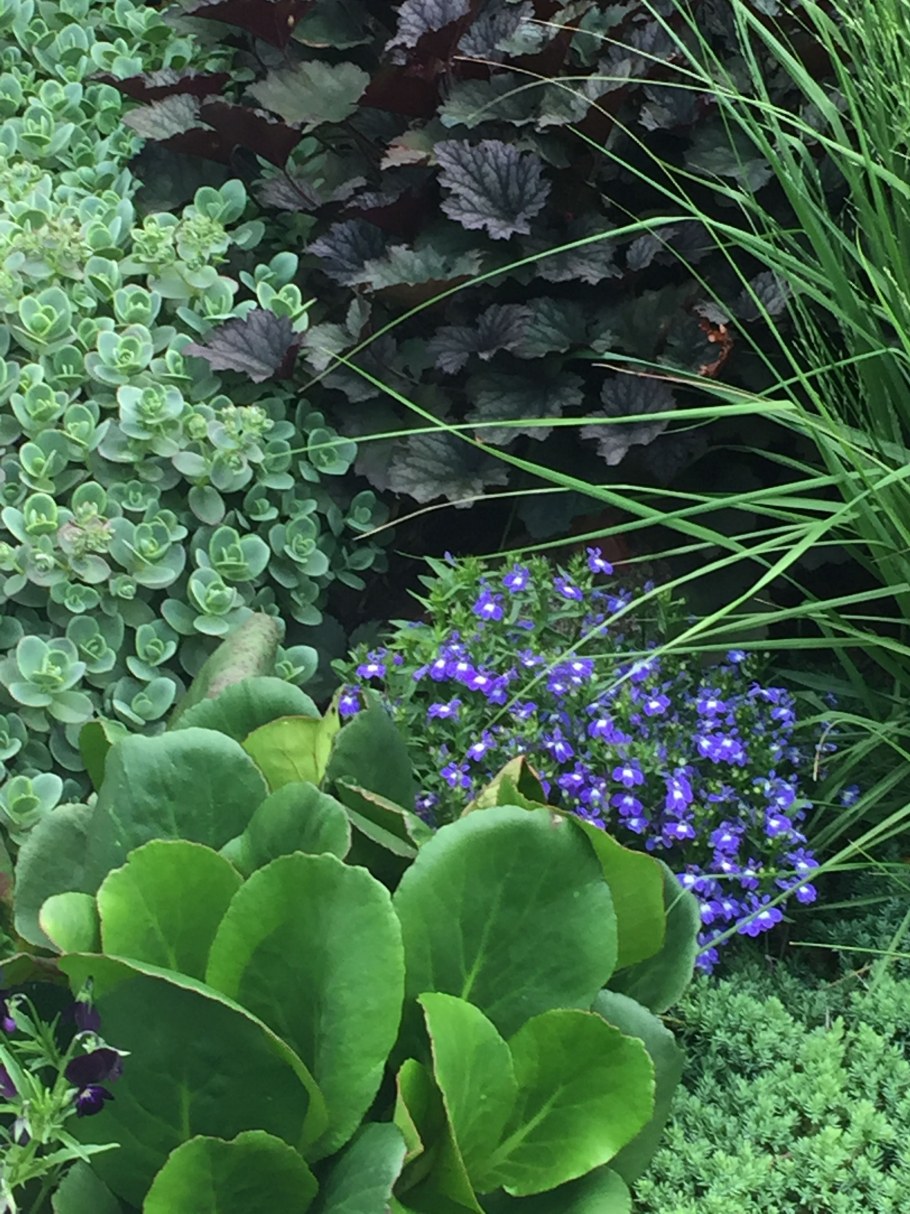 Лобелия бордюрная