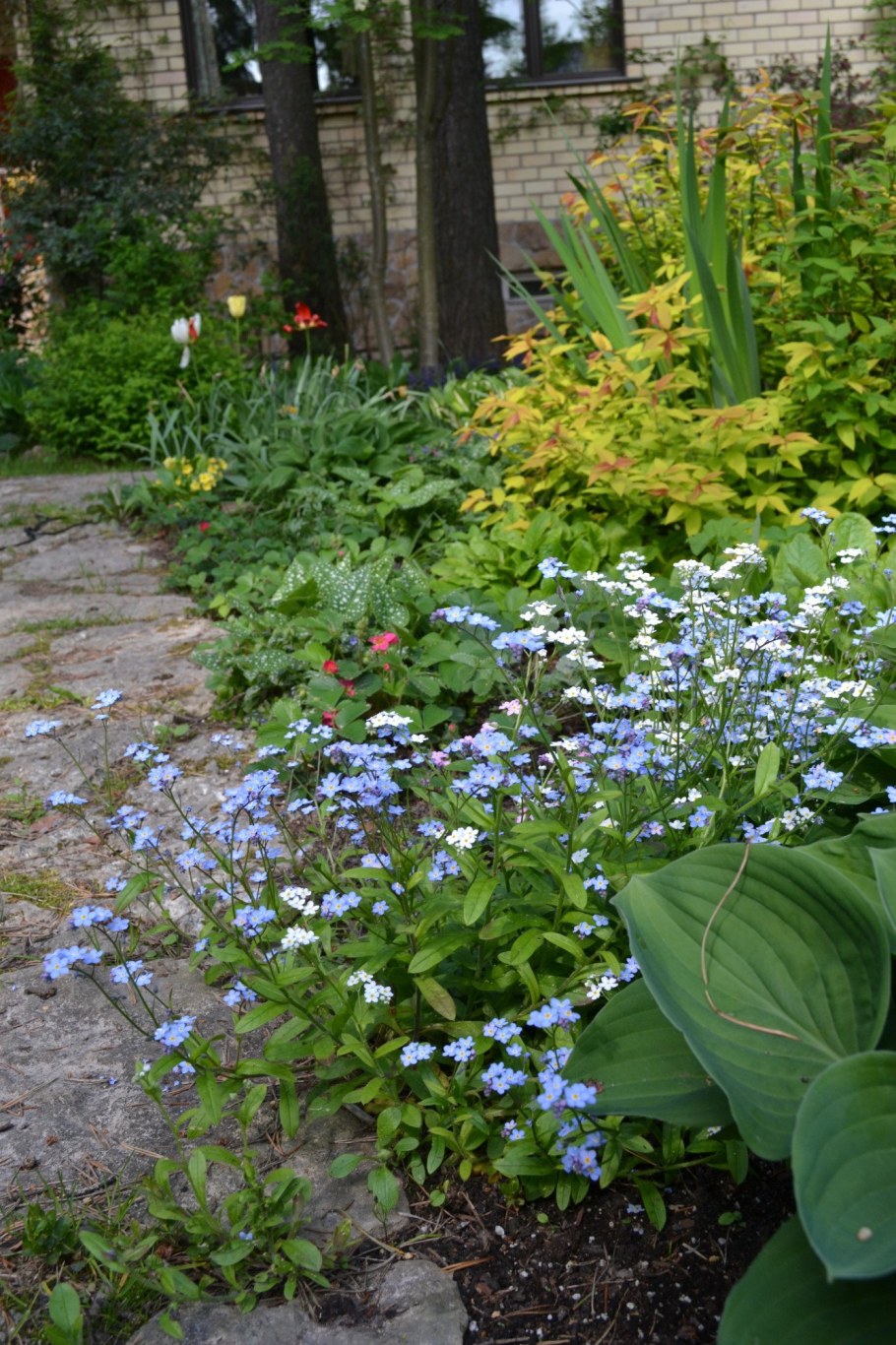 Медуница на клумбе
