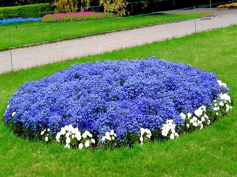 Агератум и Сальвия