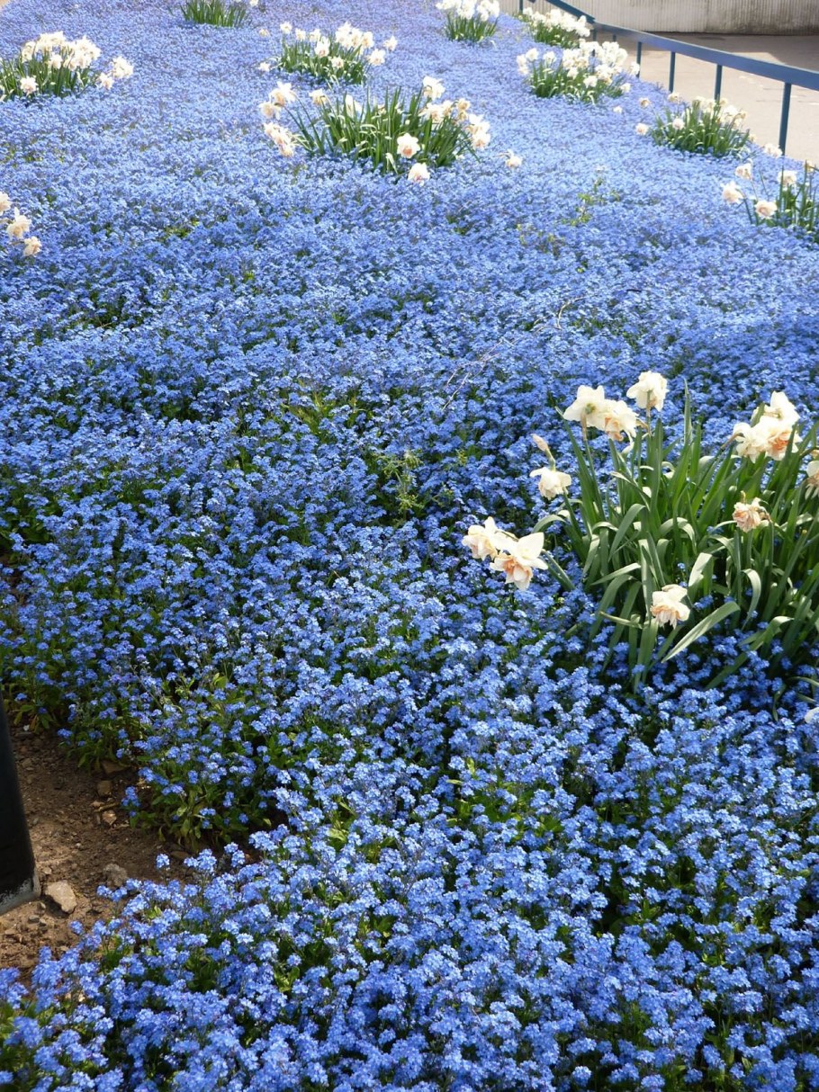 Синие многолетники Незабудка