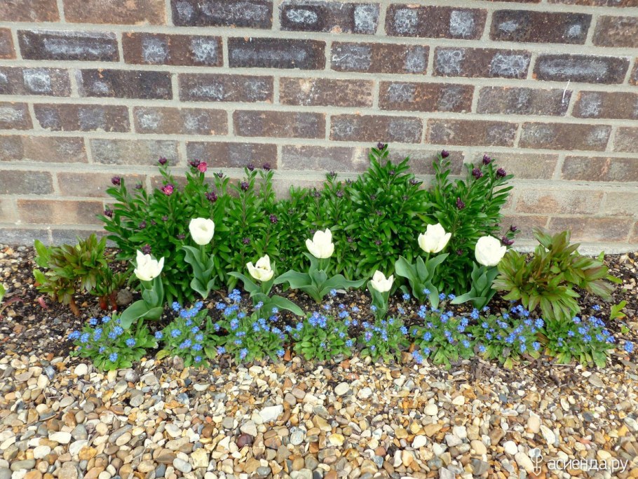 Немофила менциса голубая