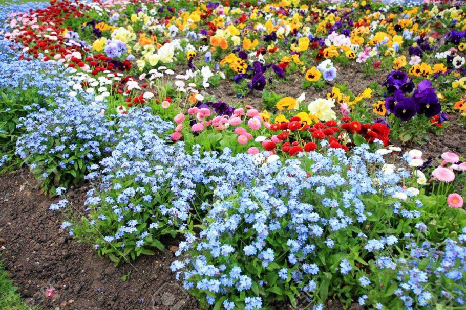 Незабудка Альпийская Виктория на клумбе