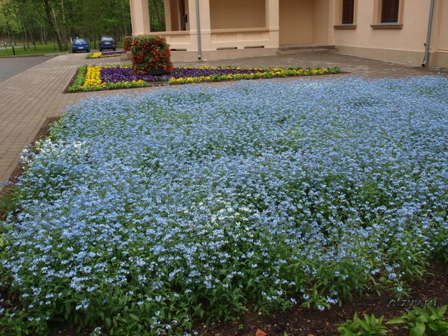 Незабудка Болотная в ландшафте