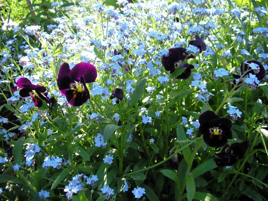 Незабудка Болотная в ландшафте