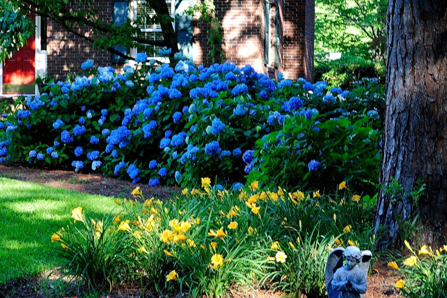 Гортензия сирень миксбордер