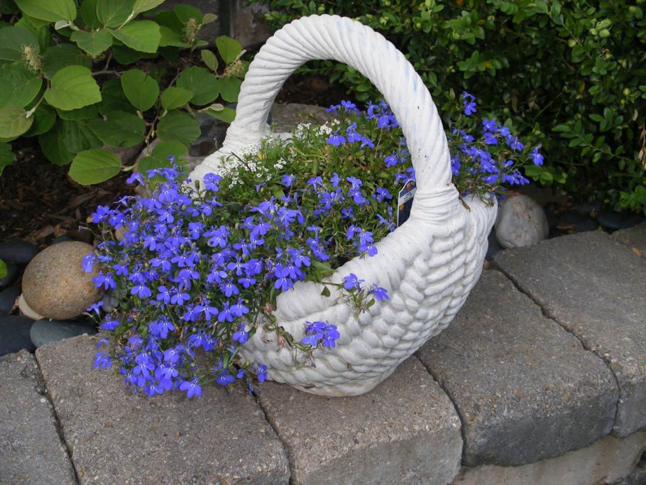 Лобелия бордюрная