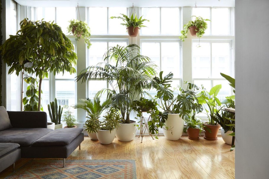 Монстера houseplants