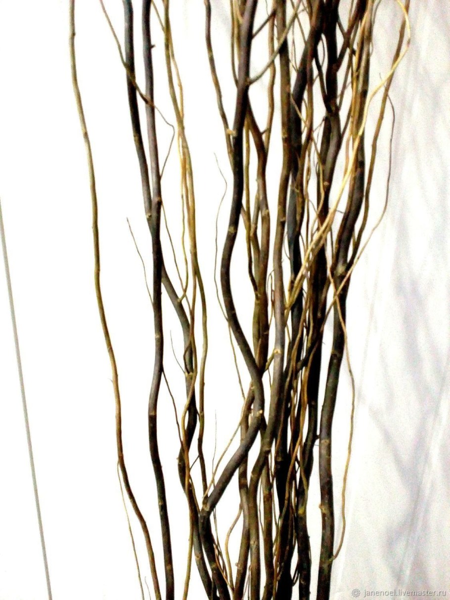 Корилус ветки