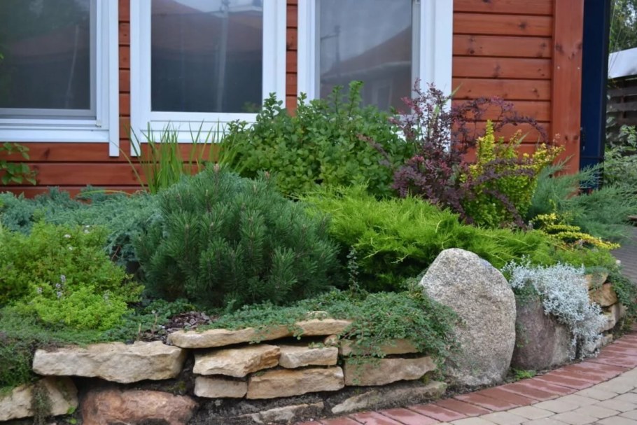 Можжевельник казацкий альпинарий