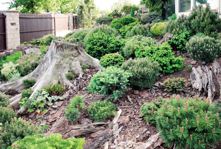 Можжевельник казацкий альпинарий