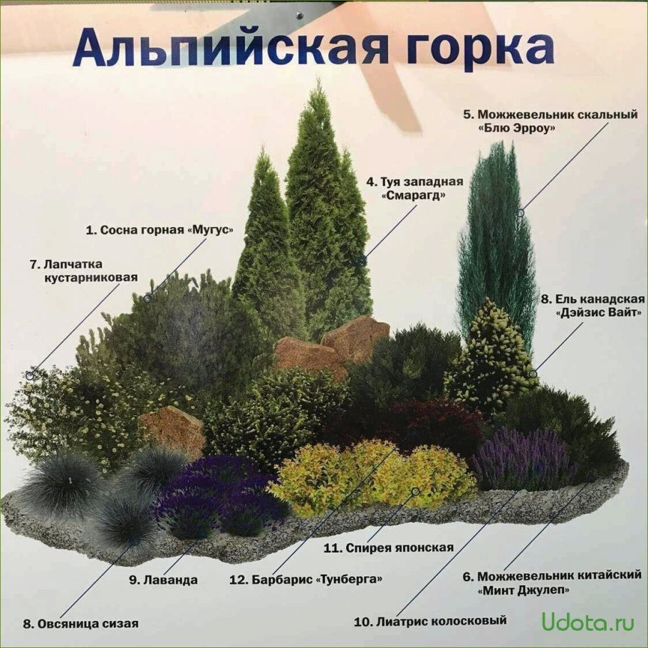 Миксбордер из хвойных и многолетников схемы