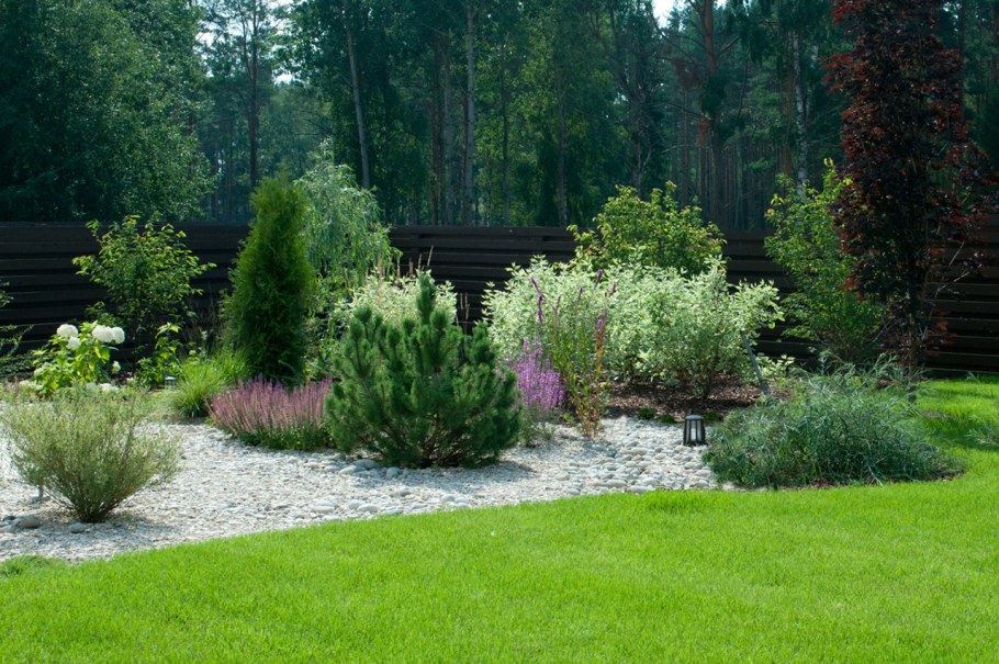 Спирея и Горная сосна на газонах