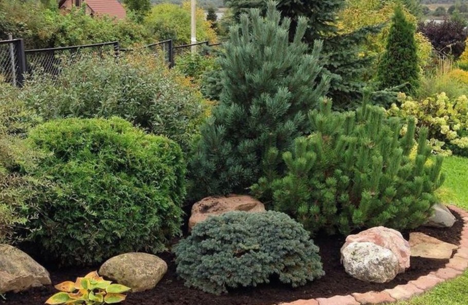 Сосна Горная Пумилио в рокарии