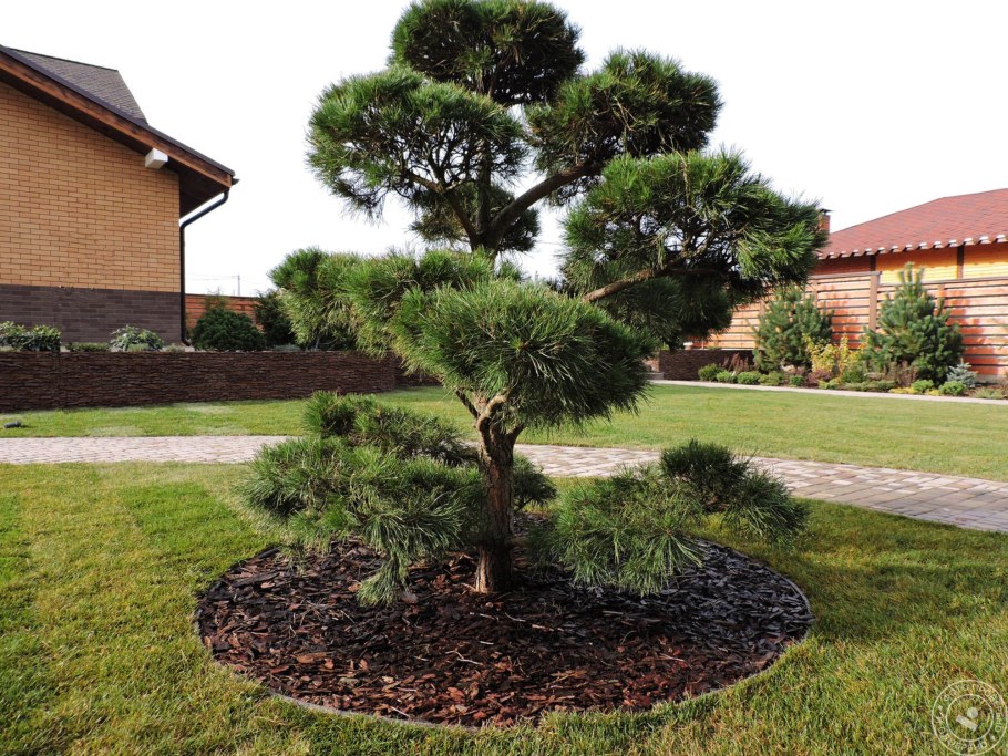 Сосна Мугус ниваки