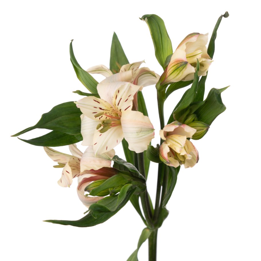 Альстромерия дёти дэнсинг