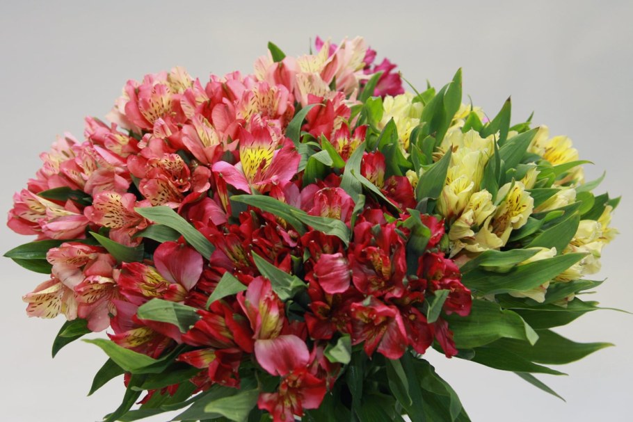 Альстромерия Венус