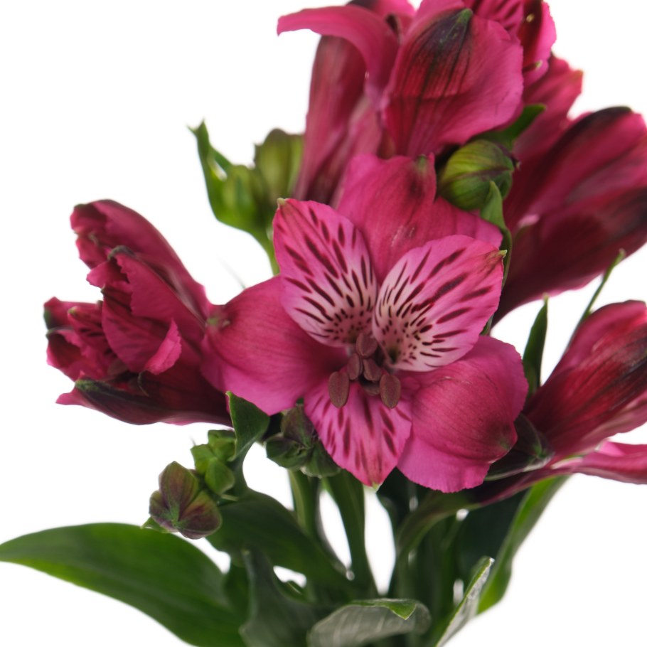 Альстромерия Перфекшн хот Пеппер