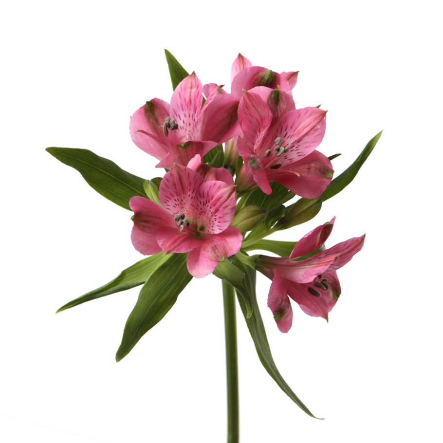 Астромерии в букете хорошо