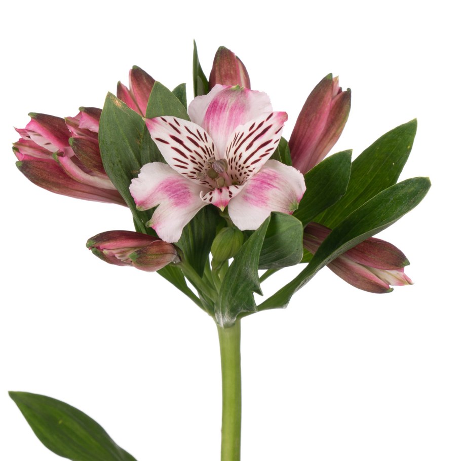 Альстромерия Примадонна Гарда