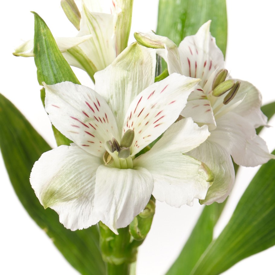 Альстромерия белая букет