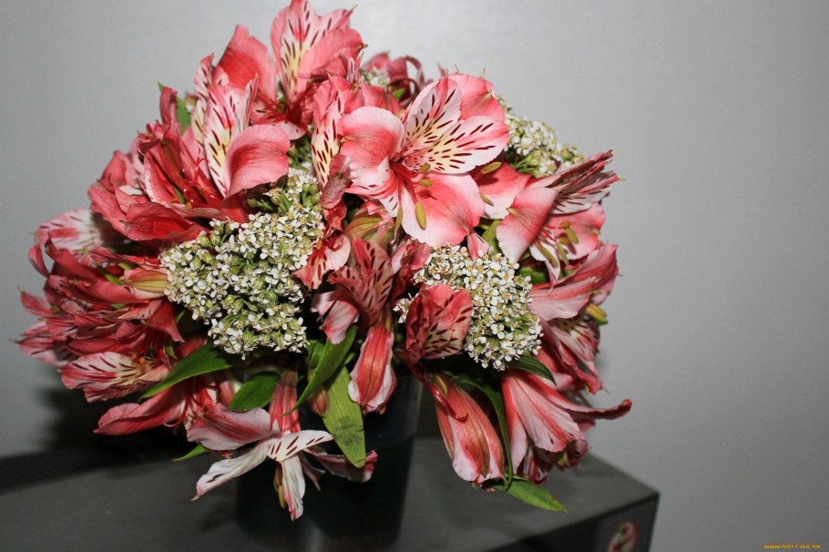 Альстромерия Каллисто