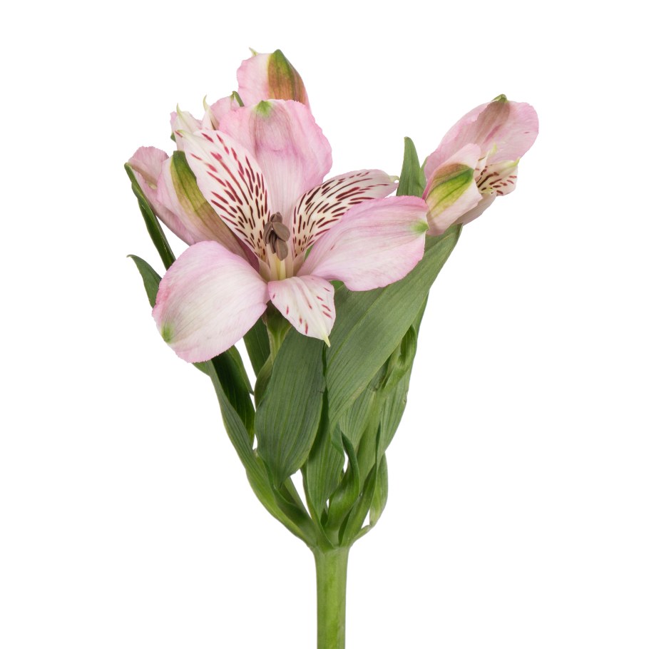 Альстромерия Элеганс