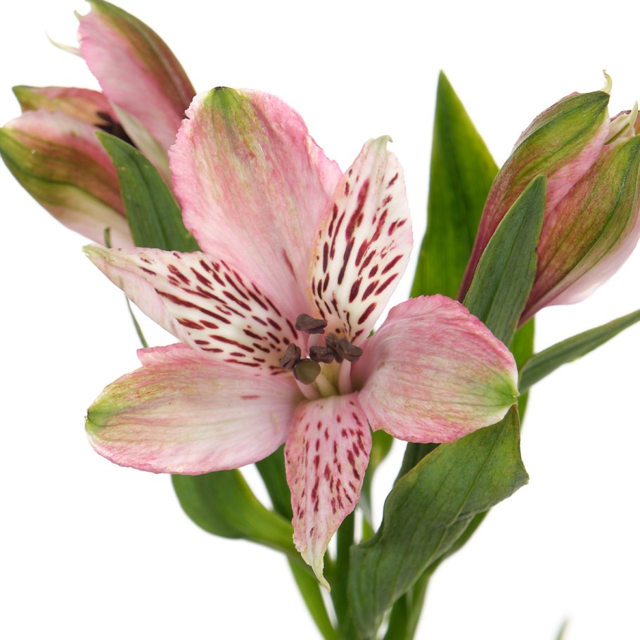 Альстромерия Элеганс семена