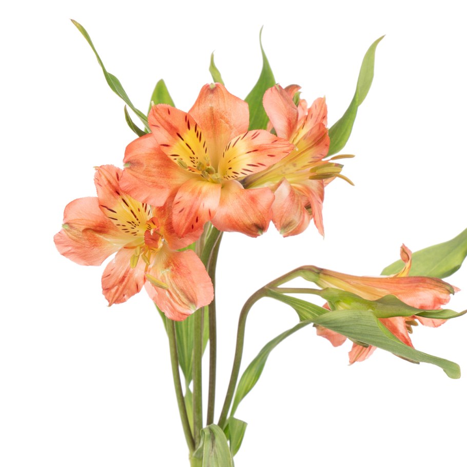 Альстромерия Перфекшн хот Пеппер