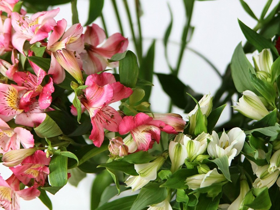 Альстромерия Фунза