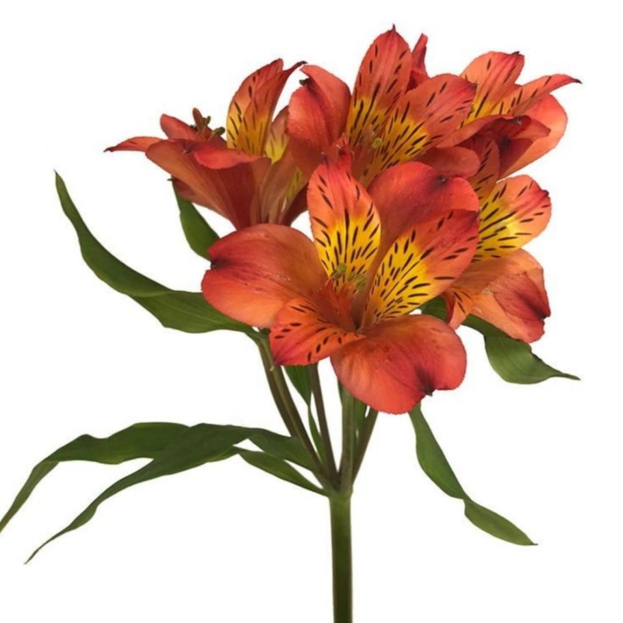 Альстромерия Венус