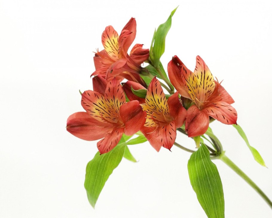 Альстромерия Джулия Гарда