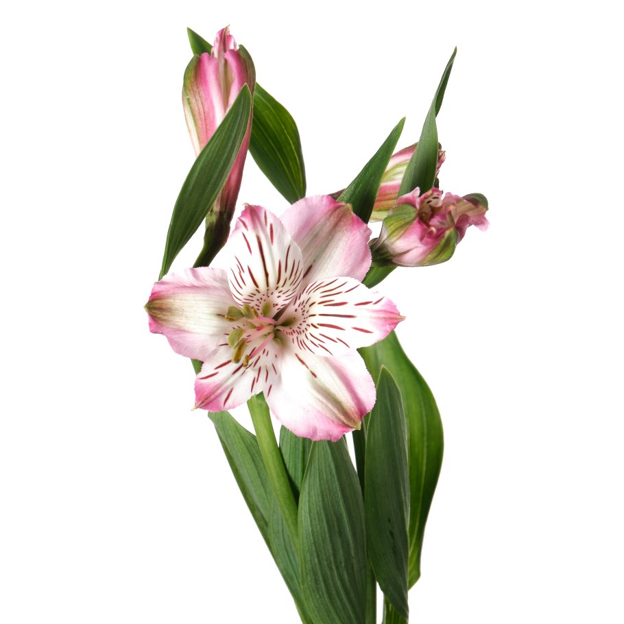 Альстромерия Колумбия Фунза