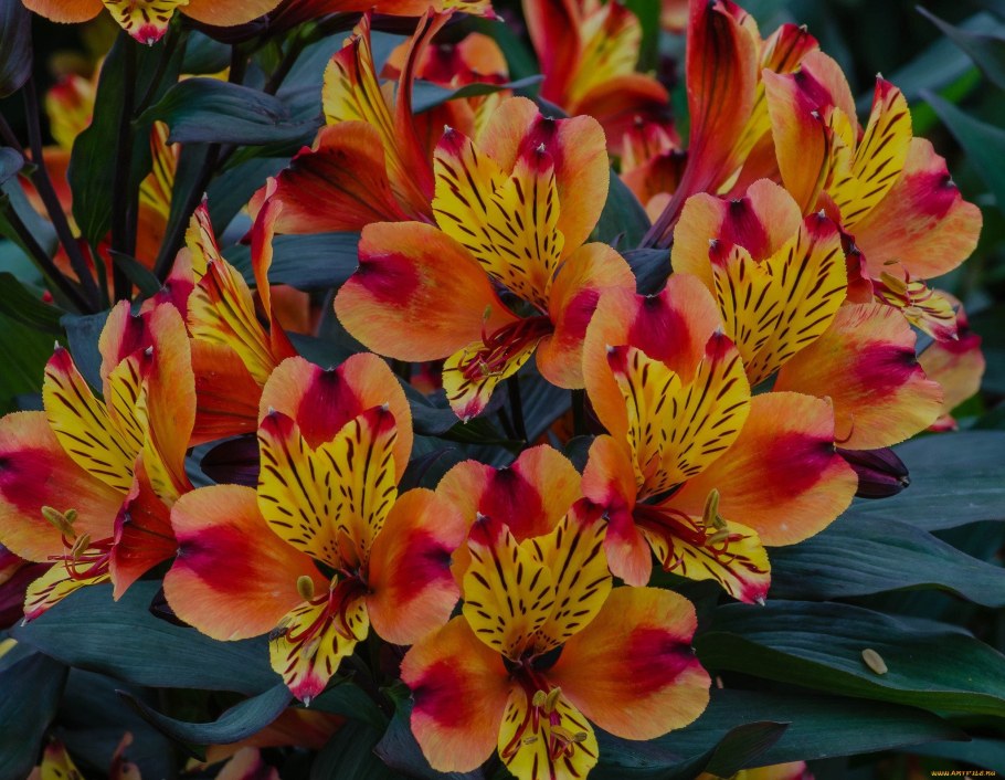 Alstroemeria Jaffa