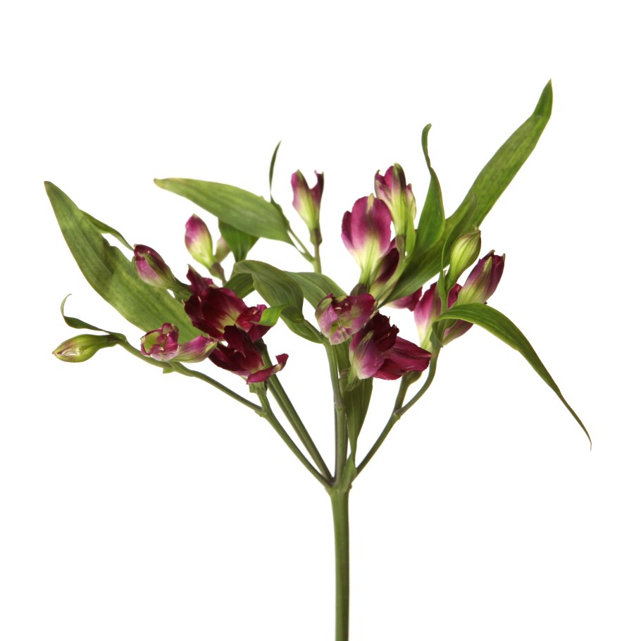 Особенности срезанного цветка альстромерия