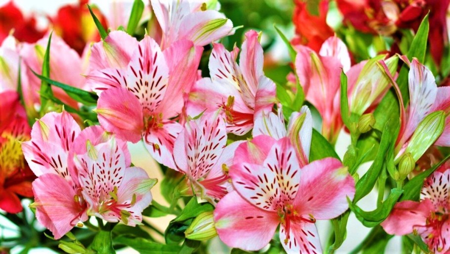 Альстромерия цветы