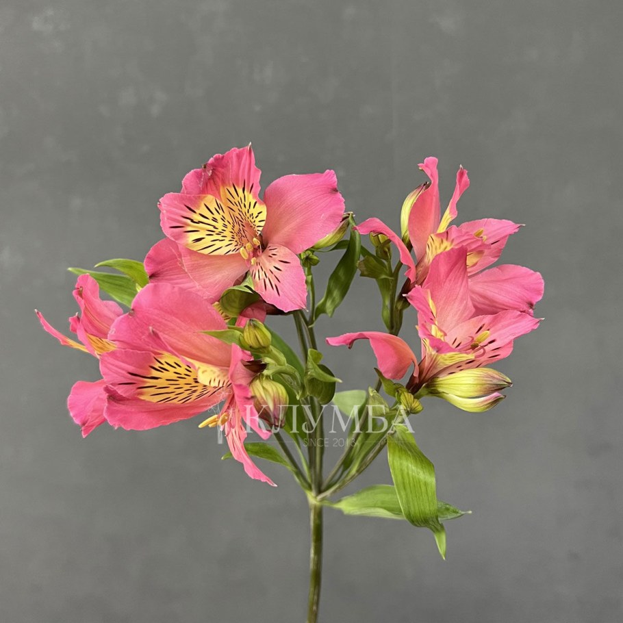 Сорт Акинава Альстрамерия