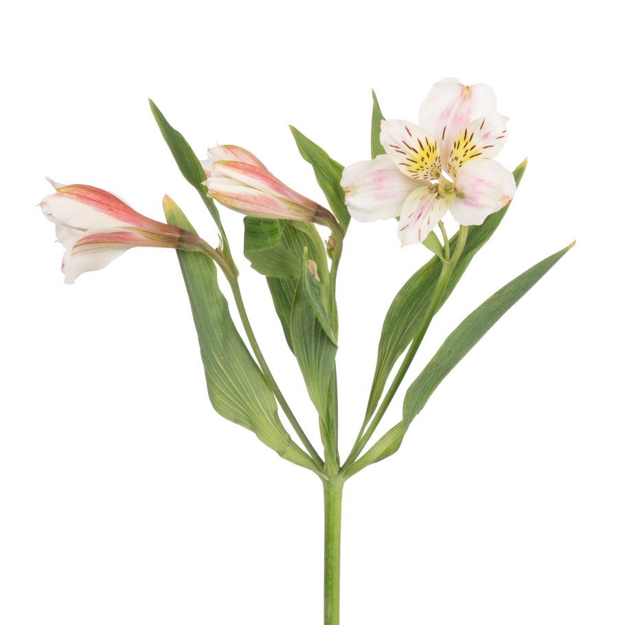 Альстромерия веточка