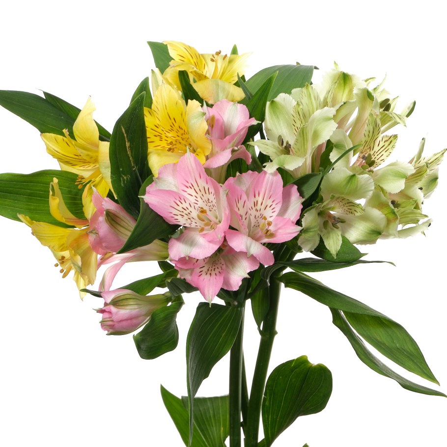 Альстромерия Перфекшн белая