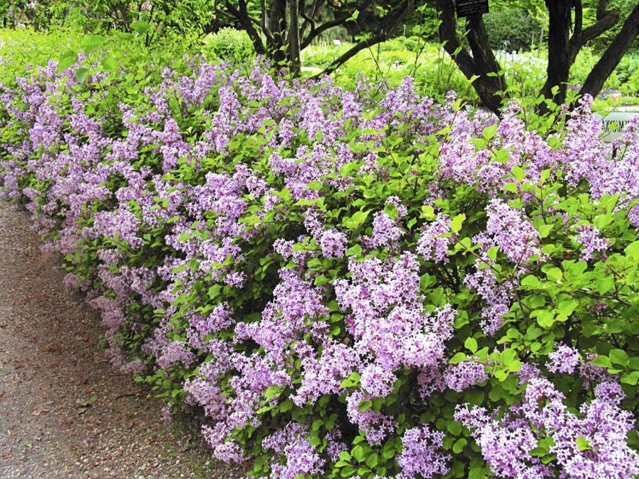 Сирень Мейера (Syringa meyeri `Palibin`)