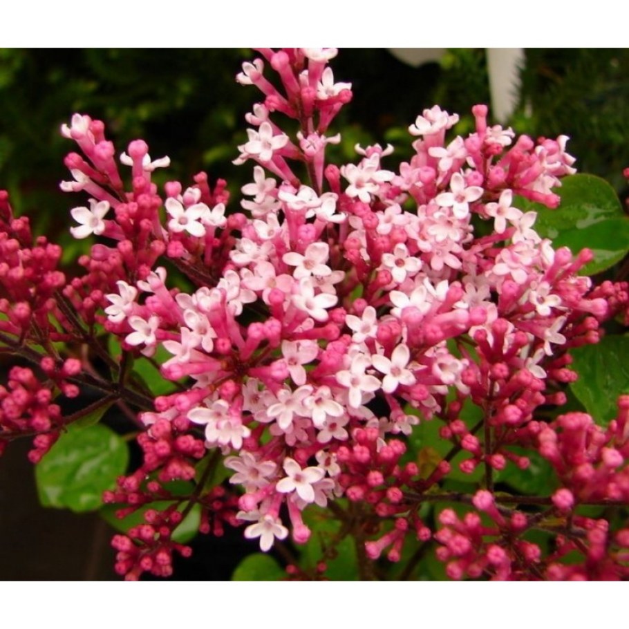 Syringa Red Pixie сирень