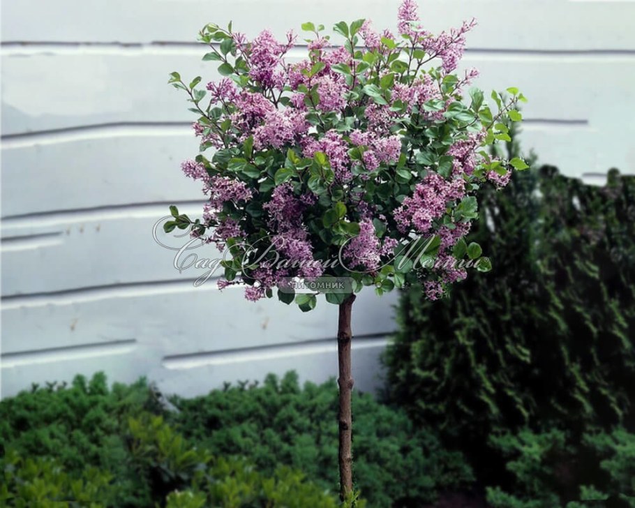 Сирень Палибин