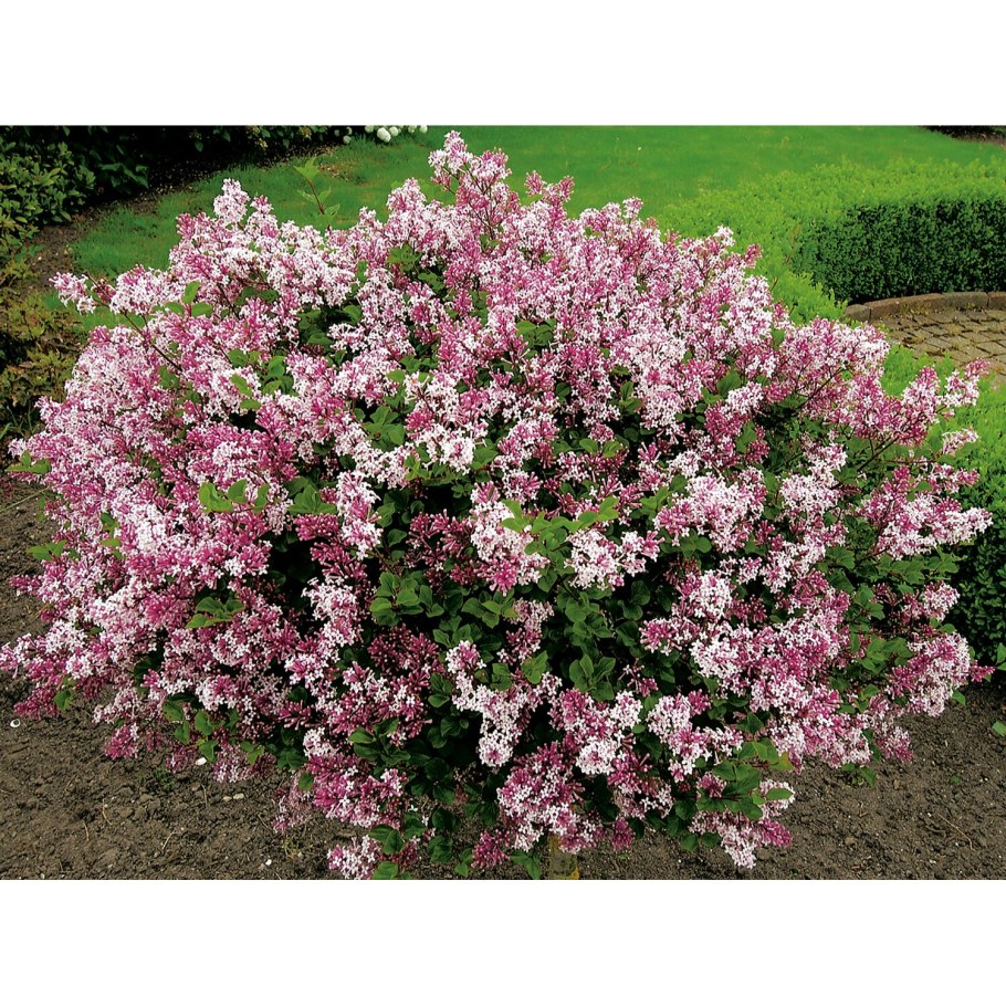 Сирень Мейера Палибин куст