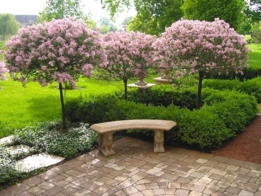 Сирень Мейера Палибин на штамбе