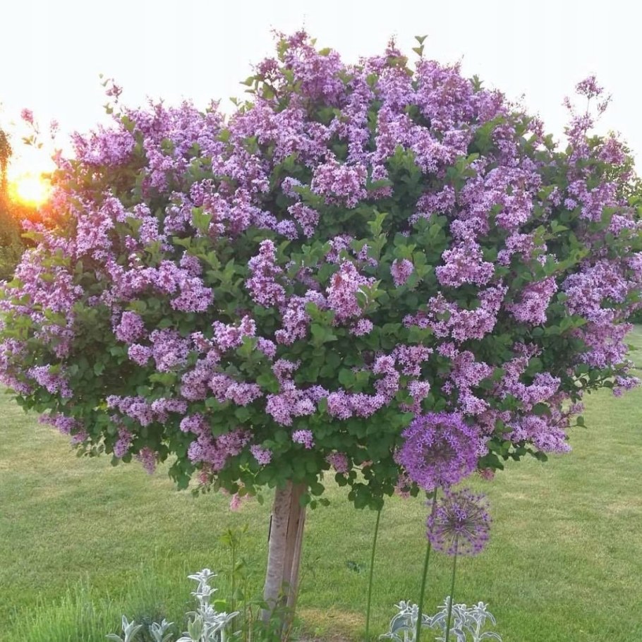 Штамбовая сирень Мейера