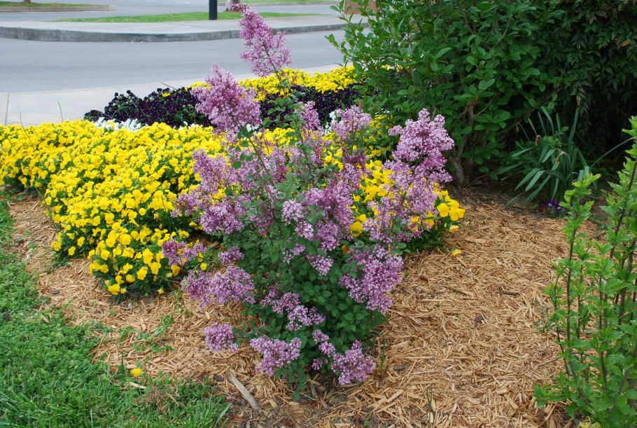 Сирень Мейера Палибин бордюрная